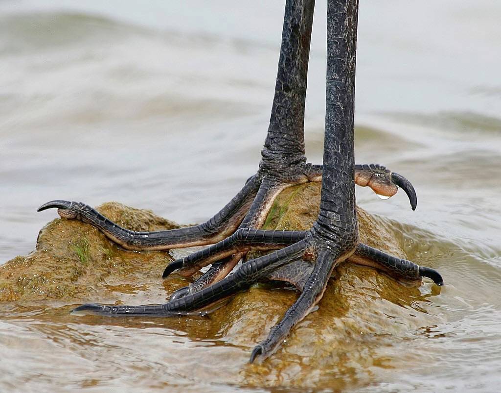 Great Blue Heron - the Feet by TexasEagle is licensed under CC BY-NC 2.0